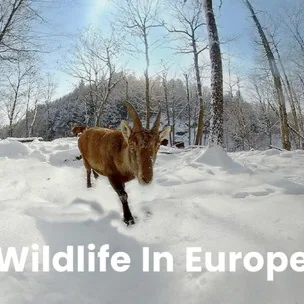 Festival POcity: WILDLIFE IN EUROPE